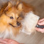 How to Mitigate Pet Dander for a Healthier Living Environment