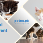 Top Nutritional Benefits of Different Cat Foods