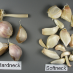 Harvesting Garlic: A Guide to Timing and Techniques