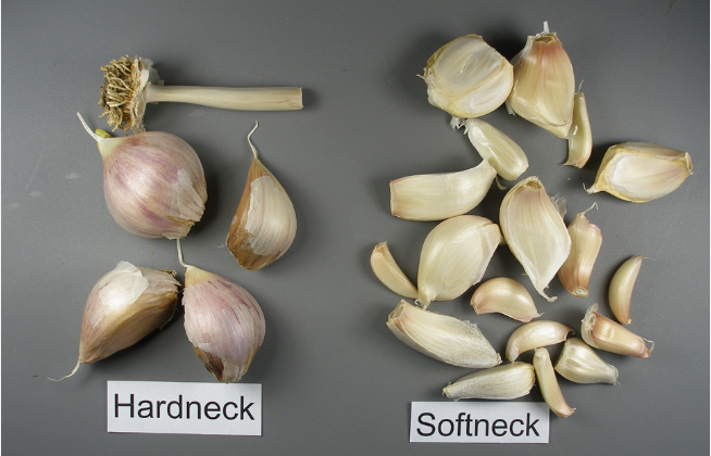 Harvesting Garlic: A Guide to Timing and Techniques