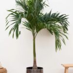 Veitchia Palm: A Stunning Addition to Your Garden