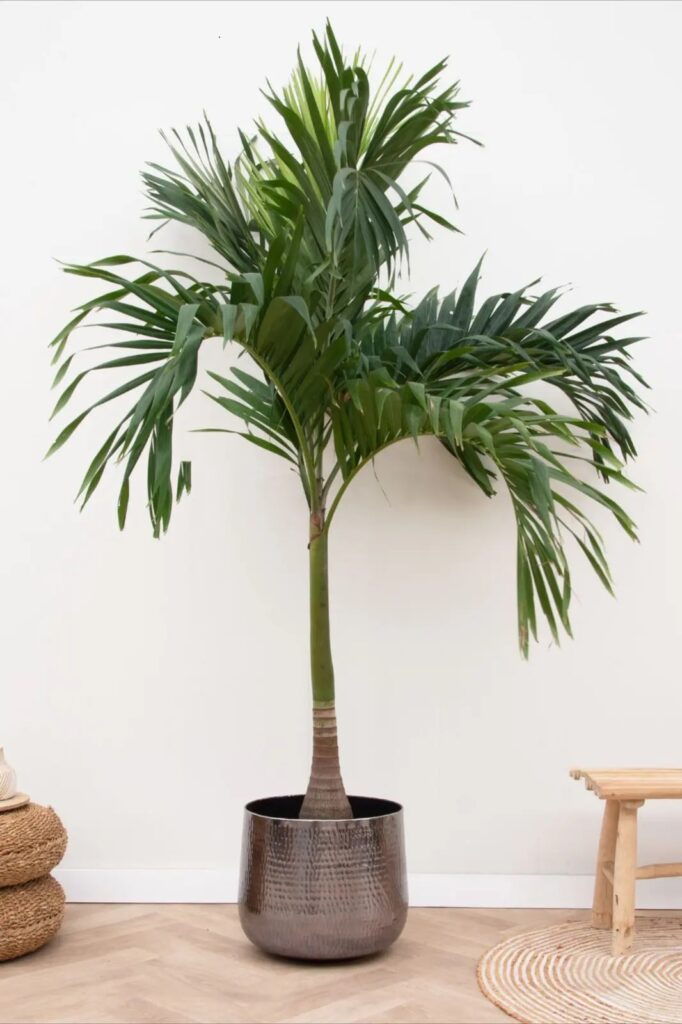 Veitchia Palm: A Stunning Addition to Your Garden