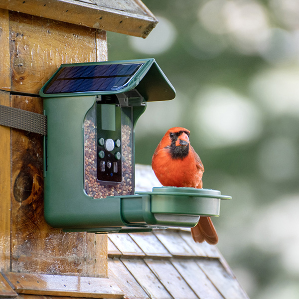 Solar Bird Feeder Cameras: A Window into Nature’s Beauty