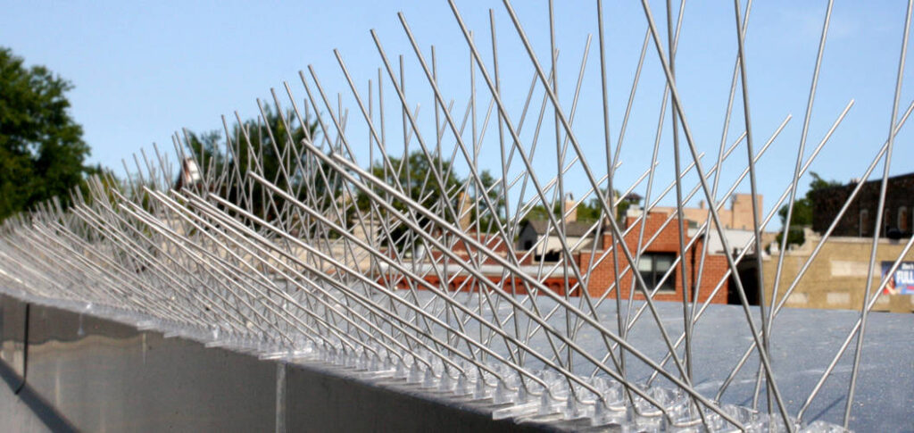 Protecting Your Investment: The Importance of Bird Spikes in Dubai