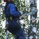 Essential Tree Pruning Tips for Blackpool Homeowners