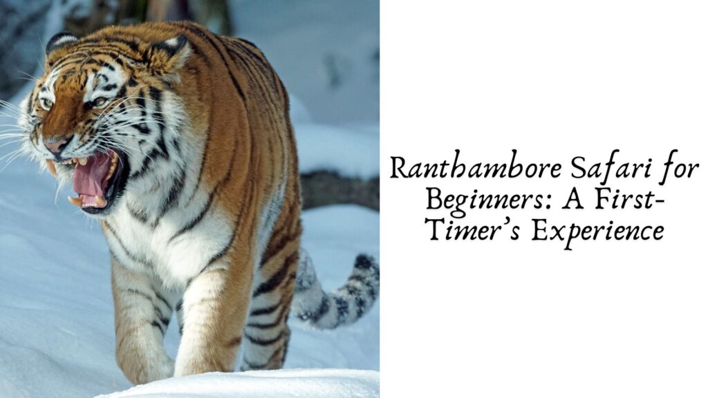 Ranthambore Safari for Beginners: A First-Timer’s Experience